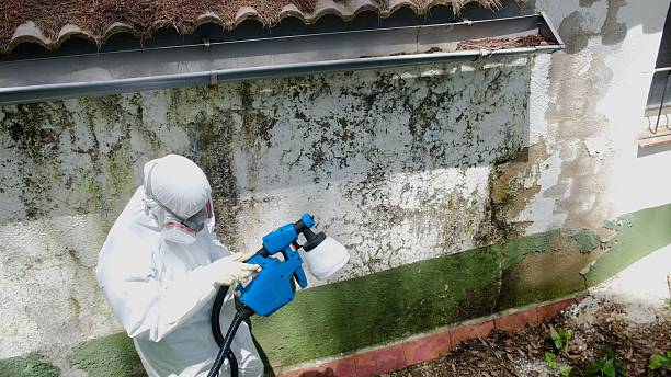 Trusted Mold Removal service in Wayne, MI - Cheap Mold Removal